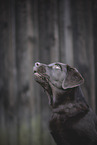 Labrador Retriever Puppy