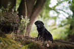 black Labrador puppy