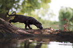 black Labrador puppy