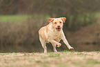 blonde Labrador Retriever