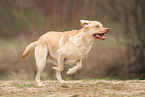 blonde Labrador Retriever