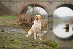 blonde Labrador Retriever