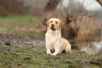 blonde Labrador Retriever