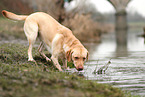 blonde Labrador Retriever