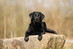 black Labrador Retriever