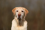 blonde Labrador Retriever