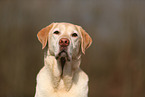 blonde Labrador Retriever