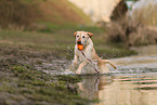 blonde Labrador Retriever