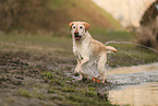 blonde Labrador Retriever