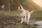 blonde Labrador Retriever