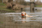 blonde Labrador Retriever