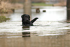 black Labrador Retriever
