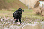 black Labrador Retriever