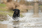 black Labrador Retriever