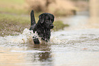 black Labrador Retriever