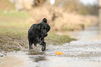 black Labrador Retriever
