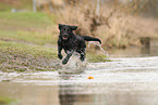 black Labrador Retriever