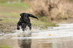 black Labrador Retriever