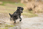 black Labrador Retriever