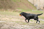 black Labrador Retriever