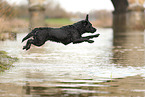 black Labrador Retriever