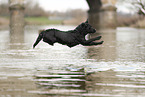 black Labrador Retriever