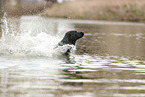 black Labrador Retriever