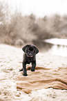 Labrador Retriever Puppy