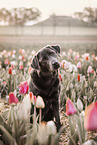 female Labrador Retriever