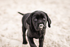 Labrador Retriever Puppy