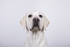 female Labrador Retriever