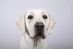 female Labrador Retriever