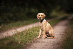 Labrador Retriever Puppy