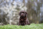 Labrador Retriever puppy