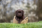 Labrador Retriever puppy