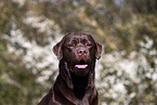 brown Labrador Retriever