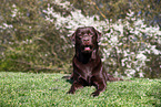 brown Labrador Retriever