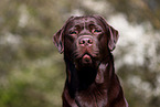 brown Labrador Retriever