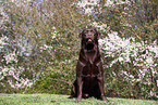 brown Labrador Retriever