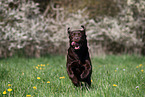 brown Labrador Retriever