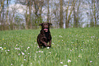 brown Labrador Retriever