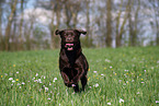 brown Labrador Retriever