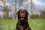 brown Labrador Retriever