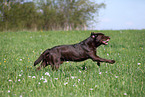 brown Labrador Retriever