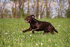 brown Labrador Retriever