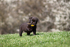 Labrador Retriever puppy