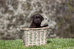 Labrador Retriever puppy