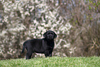 Labrador Retriever puppy