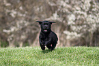 Labrador Retriever puppy