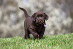 Labrador Retriever puppy